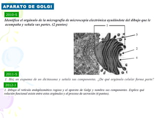 APARATO DE GOLGI
2010-S




2011-S


2012-J
 