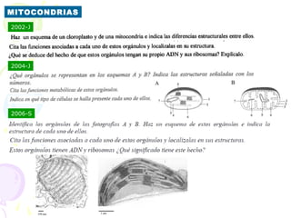 MITOCONDRIAS
2002-J




2004-J




2006-S
 