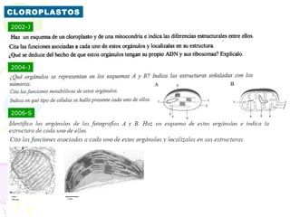CLOROPLASTOS
2002-J




2004-J




2006-S
 