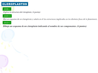 CLOROPLASTOS
2008-J


2009-S


2010-J
 