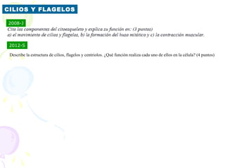 CILIOS Y FLAGELOS

2008-J




 2012-S

 Describe la estructura de cilios, flagelos y centriolos. ¿Qué función realiza cada uno de ellos en la célula? (4 puntos)
 