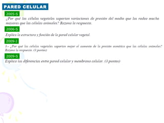 PARED CELULAR
2005-S



2006-S


2009-J



2009-S
 