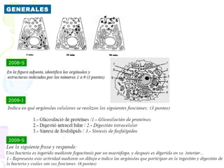 GENERALES




2008-S




2009-J




2009-S
 