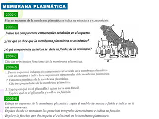 MEMBRANA PLASMÁTICA
2002-J


2003-J




2004-J


2004-S




2005-S
 