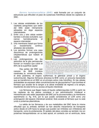 Barrera hematoencefálica (BHE): está formada por un conjunto de
estructuras que dificultan el paso de sustancias hidrofílicas desde los capilares al
SNC.
1. Las células endoteliales de los
capilares sanguíneos que están
del SNC están íntimamente
adosadas sin dejar espacios
intercelulares.
2. Entre una y otra célula existen
bandas o zónulas occludens que
cierran herméticamente el
espacio intercelular;
3. Una membrana basal que forma
un revestimiento continuo
alrededor del endotelio
4. Los pericitos forman una capa
discontinua de prolongaciones
citoplasmáticas que rodean el
capilar,
5. Las prolongaciones de los
astrocitos de la glía perivascular
forman un mosaico que cubre el
85% de la superficie capilar
Hay partes del SNC que
carecen de BHE (núcleos
cerebrales, la eminencia media,
el área postrema, el órgano subfornical, la glándula pineal y el órgano
subcomisural). Algunos fármacos atraviesa la BHE como un precurso liposoluble
que se transforma en el SNC en el principio activo más hidrofílico. En las células
endoteliales se expresan altas concentraciones de glucoproteína P que bombea el
fármaco que accede de la sangre a la célula endotelial de regreso a la sangre,
impidiendo de esta forma su acceso al líquido intersticial.
Los fármacos que llegan hasta el líquido cefalorraquídeo (LCR) a partir de
los capilares de los plexos coroideos o por administración intratecal e
intraventicular solo están separados del SNC por la pía-aracnoides o la membrana
ependimaria (v. fig. 4-9), por lo que puede considerarse al LCR como una
prolongación del espacio intersticial cerebral. Solo accede el fármaco que no está
unido a proteínas plasmáticas.
La salida de los fármacos y de sus metabolitos del SNC tiene la misma
dificultad que su entrada; también se han descrito mecanismos de transporte
activo desde el LCR hacia la sangre que pueden ser inhibidos con inhibidores del
transporte, como la probenecida. El epitelio del plexo coroideo es también rico en
proteínas transportadoras: en su lado apical, en contacto con el ventrículo, tiene
 