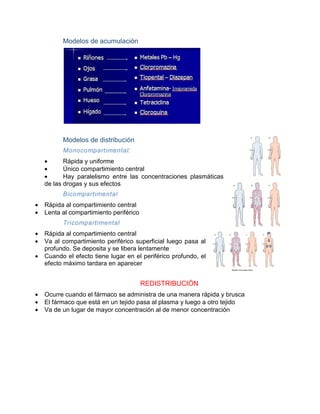 Modelos de acumulación
Modelos de distribución
Monocompartimental:
• Rápida y uniforme
• Único compartimiento central
• Hay paralelismo entre las concentraciones plasmáticas
de las drogas y sus efectos
Bicompartimental
• Rápida al compartimiento central
• Lenta al compartimiento periférico
Tricompartimental
• Rápida al compartimiento central
• Va al compartimiento periférico superficial luego pasa al
profundo. Se deposita y se liber
• Cuando el efecto tiene lugar en el periférico profundo, el
efecto máximo tardara en aparecer
• Ocurre cuando el fármaco se administra de una manera rápida y brusca
• El fármaco que está en un tejido p
• Va de un lugar de mayor concentración al de menor concentración
Modelos de acumulación
Modelos de distribución
Monocompartimental:
Único compartimiento central
Hay paralelismo entre las concentraciones plasmáticas
de las drogas y sus efectos
Rápida al compartimiento central
Lenta al compartimiento periférico
Tricompartimental
Rápida al compartimiento central
to periférico superficial luego pasa al
deposita y se libera lentamente
Cuando el efecto tiene lugar en el periférico profundo, el
efecto máximo tardara en aparecer
REDISTRIBUCIÓN
Ocurre cuando el fármaco se administra de una manera rápida y brusca
en un tejido pasa al plasma y luego a otro tejido
Va de un lugar de mayor concentración al de menor concentración
Ocurre cuando el fármaco se administra de una manera rápida y brusca
 