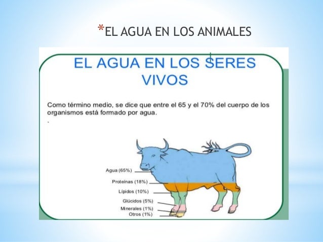 Distribución del agua en los seres vivos