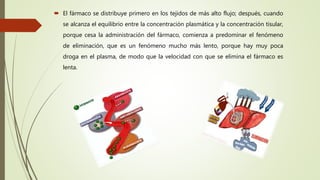  El fármaco se distribuye primero en los tejidos de más alto flujo; después, cuando
se alcanza el equilibrio entre la concentración plasmática y la concentración tisular,
porque cesa la administración del fármaco, comienza a predominar el fenómeno
de eliminación, que es un fenómeno mucho más lento, porque hay muy poca
droga en el plasma, de modo que la velocidad con que se elimina el fármaco es
lenta.
 