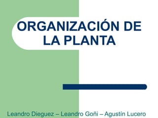 ORGANIZACIÓN DE
LA PLANTA

Leandro Dieguez – Leandro Goñi – Agustín Lucero

 