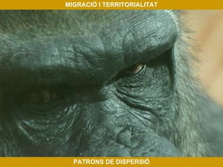 MIGRACIÓ I TERRITORIALITAT PATRONS DE DISPERSIÓ 