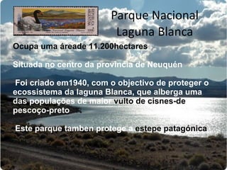 Parque Nacional Laguna Blanca Ocupa uma áreade 11.200hectares Situada no centro da província de Neuquén Foi criado em1940, com o objectivo de proteger o ecossistema da laguna Blanca, que alberga uma das populações de maior  vulto de cisnes-de -pescoço-preto Este parque tamben protege a  estepe patagónica 