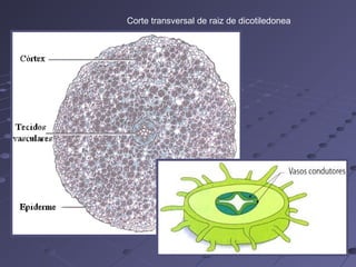Corte transversal de raiz de dicotiledonea
 