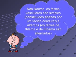 Nas Raízes, os feixes
vasculares são simples
(constituídos apenas por
um tecido condutor) e
alternos (os feixes de
Xilema e de Floema são
alternados)
 