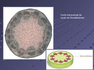 Corte transversal de
caule de Dicotiledonea
 
