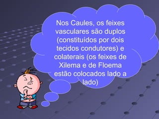Nos Caules, os feixes
vasculares são duplos
(constituídos por dois
tecidos condutores) e
colaterais (os feixes de
Xilema e de Floema
estão colocados lado a
lado)
 