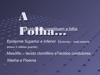 AA
Folha…Folha…
Epiderme Superior e Inferior (Estomas - cada estoma
possui 2 células guarda)
Mesófilo – tecido clorofilino eTecidos condutores :
Xilema e Floema
Tecidos que constituem a folha
 