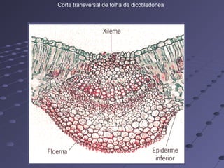 Corte transversal de folha de dicotiledonea
 