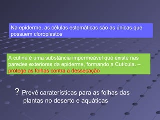 Na epiderme, as células estomáticas são as únicas que
possuem cloroplastos
A cutina é uma substância impermeável que existe nas
paredes exteriores da epiderme, formando a Cutícula. –
protege as folhas contra a dessecação
? Prevê caraterísticas para as folhas das
plantas no deserto e aquáticas
 