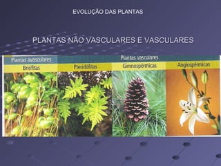 PLANTAS NÃO VASCULARES E VASCULARESPLANTAS NÃO VASCULARES E VASCULARES
EVOLUÇÃO DAS PLANTAS
 