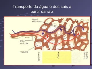 Transporte da água e dos sais a
partir da raiz
 