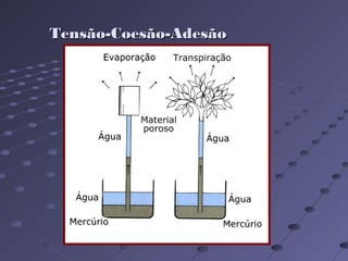Tensão-Coesão-AdesãoTensão-Coesão-Adesão
 