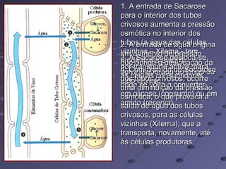 1. A entrada de Sacarose1. A entrada de Sacarose
para o interior dos tubospara o interior dos tubos
crivosos aumenta a pressãocrivosos aumenta a pressão
osmótica no interior dososmótica no interior dos
tubos (a água das célulastubos (a água das células
vizinhas – Xilema - temvizinhas – Xilema - tem
tendência a entrar).tendência a entrar).
2. A entrada de água origina2. A entrada de água origina
um aumento de pressão,um aumento de pressão,
que obriga a deslocação daque obriga a deslocação da
seiva elaborada ao longo doseiva elaborada ao longo do
tubo crivoso.tubo crivoso.
3. A Sacarose desloca-se,3. A Sacarose desloca-se,
por transporte activo, parapor transporte activo, para
as células consumidoras,as células consumidoras,
onde se volta a converteronde se volta a converter
em glicose (consumo) ou emem glicose (consumo) ou em
amido (reserva).amido (reserva).
4. Com a saída de Sacarose4. Com a saída de Sacarose
dos tubos crivosos, ocorredos tubos crivosos, ocorre
uma diminuição da pressãouma diminuição da pressão
osmótica, o que provoca aosmótica, o que provoca a
saída de água dos tubossaída de água dos tubos
crivosos, para as célulascrivosos, para as células
vizinhas (Xilema), que avizinhas (Xilema), que a
transporta, novamente, atétransporta, novamente, até
às células produtoras.às células produtoras.
 