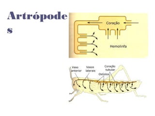 Artrópode
s
 