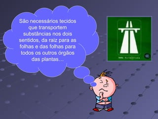 São necessários tecidos
que transportem
substâncias nos dois
sentidos, da raiz para as
folhas e das folhas para
todos os outros órgãos
das plantas…
 