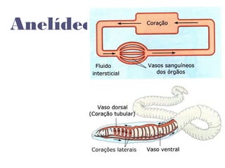 Anelídeos
 