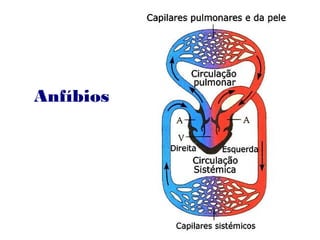 Anfíbios
 