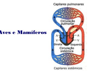 Aves e Mamíferos
 