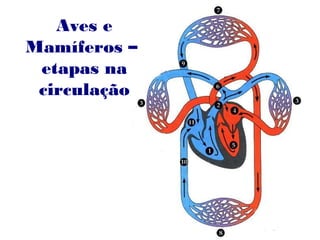 Aves e
Mamíferos –
etapas na
circulação
 
