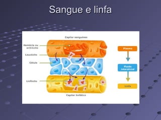 Sangue e linfaSangue e linfa
 