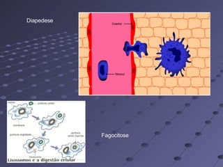 Diapedese
Fagocitose
 