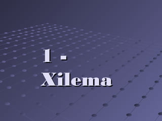 1 -1 -
XilemaXilema
 
