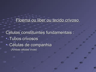 Floema ou liber ou tecido crivosoFloema ou liber ou tecido crivoso
Células constituintes fundamentais :Células constituintes fundamentais :
• Tubos crivososTubos crivosos
• Células de companhiaCélulas de companhia
(Ambas células vivas)(Ambas células vivas)
 