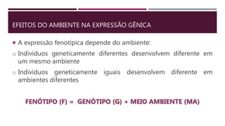 EFEITOS DO AMBIENTE NA EXPRESSÃO GÊNICA
 A expressão fenotípica depende do ambiente:
o Indivíduos geneticamente diferentes desenvolvem diferente em
um mesmo ambiente
o Indivíduos geneticamente iguais desenvolvem diferente em
ambientes diferentes
FENÓTIPO (F) = GENÓTIPO (G) + MEIO AMBIENTE (MA)
 