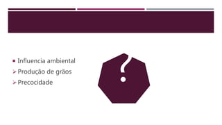  Influencia ambiental
Produção de grãos
Precocidade ?
 