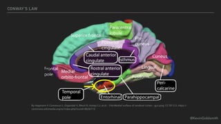 @KevinGoldsmith
CONWAY’S LAW
By Hagmann P, Cammoun L, Gigandet X, Meuli R, Honey CJ, et al. - File:Medial surface of cerebral cortex - gyri.png, CC BY 2.5, https://
commons.wikimedia.org/w/index.php?curid=8636113
 