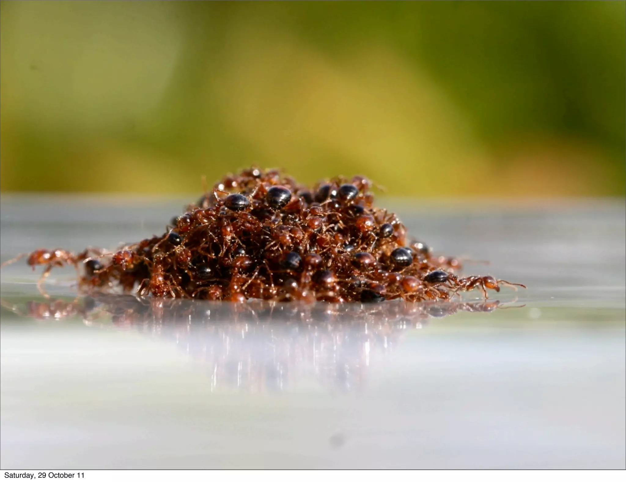 Saturday, 29 October 11
 