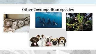 Other Cosmopolitan species
 