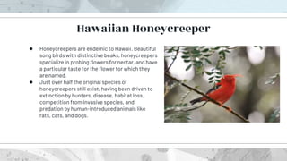 ● Honeycreepers are endemic to Hawaii. Beautiful
song birds with distinctive beaks, honeycreepers
specialize in probing flowers for nectar, and have
a particular taste for the flower for which they
are named.
● Just over half the original species of
honeycreepers still exist, having been driven to
extinction by hunters, disease, habitat loss,
competition from invasive species, and
predation by human-introduced animals like
rats, cats, and dogs.
Hawaiian Honeycreeper
 