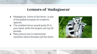 ● Madagascar, home of the lemur, is one
of the global hotspots for endemic
species.
● The smallest lemur would easily fit in
your hand, while the largest can top 25
pounds.
● Many lemurs live in matriarchal
societies where females call the shots.
Lemurs of Madagascar
 