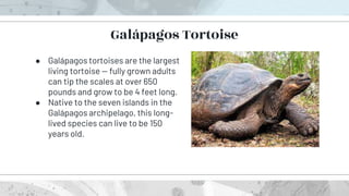 ● Galápagos tortoises are the largest
living tortoise — fully grown adults
can tip the scales at over 650
pounds and grow to be 4 feet long.
● Native to the seven islands in the
Galápagos archipelago, this long-
lived species can live to be 150
years old.
Galápagos Tortoise
 