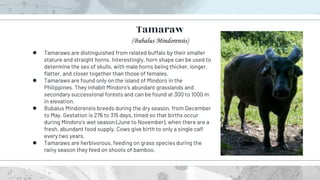 ● Tamaraws are distinguished from related buffalo by their smaller
stature and straight horns. Interestingly, horn shape can be used to
determine the sex of skulls, with male horns being thicker, longer,
flatter, and closer together than those of females.
● Tamaraws are found only on the island of Mindoro in the
Philippines. They inhabit Mindoro’s abundant grasslands and
secondary successional forests and can be found at 300 to 1000 m
in elevation.
● Bubalus Mindorensis breeds during the dry season, from December
to May. Gestation is 276 to 315 days, timed so that births occur
during Mindoro’s wet season (June to November), when there are a
fresh, abundant food supply. Cows give birth to only a single calf
every two years.
● Tamaraws are herbivorous, feeding on grass species during the
rainy season they feed on shoots of bamboo.
Tamaraw
(Bubalus Mindorensis)
 