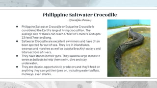 ● Philippine Saltwater Crocodile or Estuarine Crocodile is
considered the Earth’s largest living crocodilian. The
average size of males can reach 17 feet or 5 meters and upto
23 feet (7 meters) long.
● Saltwater Crocodile are excellent swimmers and have often
been spotted far out of sea. They live in inland lakes,
swamps and marshes as well as coastal brackish waters and
tidal sections of rivers.
● They have stones in their guts. They swallow large stones to
serve as ballasts to help them swim, dive and stay
underwater.
● They are classic, opportunistic predators and they’ll feed on
anything they can get their jaws on, including water buffalo,
monkeys, even sharks.
Philippine Saltwater Crocodile
(Crocodylus Porosus)
 