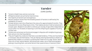 ● Tarsiers inhabit trees and are nocturnal.
● Philippine tarsiers are primarily insectivorous.
● The majority of tarsiers are monogamous.
● Recent research shows that the breeding season of tarsiers is defined by the
availability of insects.
● Female tarsiers carry the offspring in the uterus for approximately 6 months. They
only give birth to one offspring at a time. Their babies are born fully furred and with
its eyes open. Newborns are able to climb at just one day of age while independence
occurs after 4 to 10 weeks of weaning or until the offspring are capable of hunting
on their own
● Tarsiers are extremely territorial and engage in disputes with neighboring groups
that venture into their boundaries.
● They are fragile tiny creatures that have a suicidal tendency. If they are traumatized
or stressed, they kill themselves. They do that by starving themselves to death, by
beating their heads to a surface or pushing their head out of a cage. Noise, taking
them out of their native habitat, disturbing their sleep, use of flash photography,
poking or touching them, are some factors that cause stress or trauma to them.
Tarsier
(Carlito Syrichta)
 