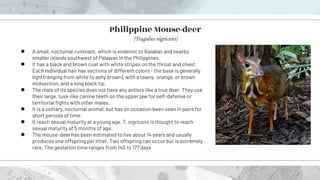 ● A small, nocturnal ruminant, which is endemic to Balabac and nearby
smaller islands southwest of Palawan in the Philippines.
● It has a black and brown coat with white stripes on the throat and chest.
Each individual hair has sections of different colors - the base is generally
light (ranging from white to ashy brown), with a tawny, orange, or brown
midsection, and a long black tip.
● The male of its species does not have any antlers like a true deer. They use
their large, tusk-like canine teeth on the upper jaw for self-defense or
territorial fights with other males.
● It is a solitary, nocturnal animal, but has on occasion been seen in pairs for
short periods of time.
● It reach sexual maturity at a young age. T. nigricans is thought to reach
sexual maturity at 5 months of age.
● The mouse-deer has been estimated to live about 14 years and usually
produces one offspring per litter. Two offspring can occur but is extremely
rare. The gestation time ranges from 140 to 177 days
Philippine Mouse-deer
(Tragulus nigricans)
 