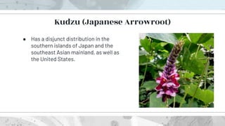 ● Has a disjunct distribution in the
southern islands of Japan and the
southeast Asian mainland, as well as
the United States.
Kudzu (Japanese Arrowroot)
 