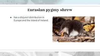 ● has a disjunct distribution in
Europe and the island of Ireland.
Eurasian pygmy shrew
 